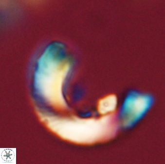 Tonromeinia davidii 52630