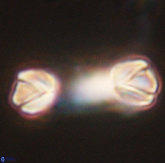 Tonromeinia deniseae 45777