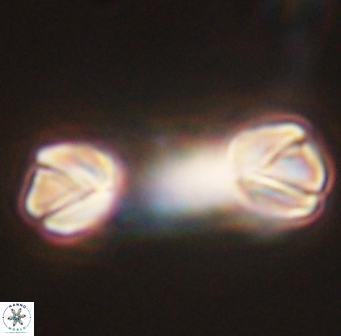Tonromeinia deniseae 45777