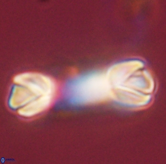 Tonromeinia deniseae 45778