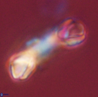 Tonromeinia deniseae 45779