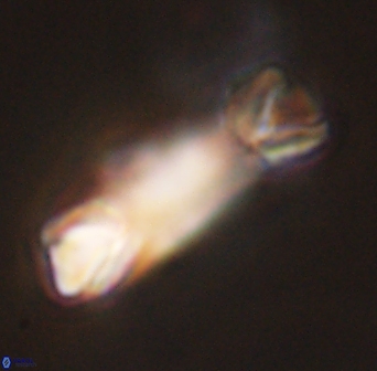 Tonromeinia deniseae 45780