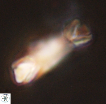 Tonromeinia deniseae 45780