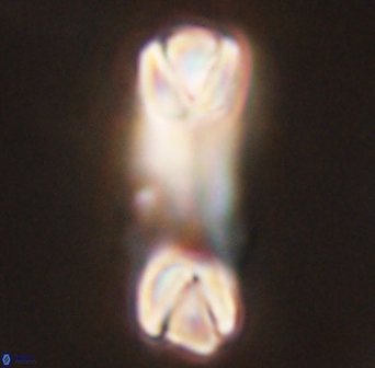 Tonromeinia deniseae 45781