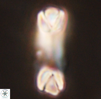 Tonromeinia deniseae 45781