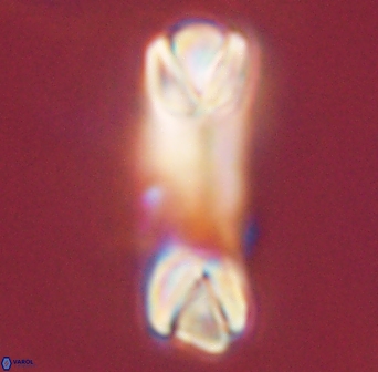 Tonromeinia deniseae 45782