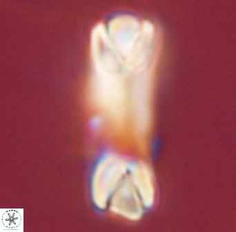 Tonromeinia deniseae 45782