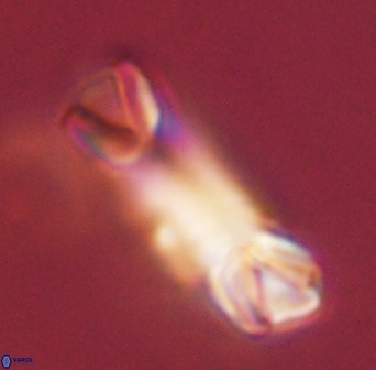 Tonromeinia deniseae 45783