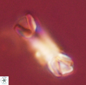 Tonromeinia deniseae 45783