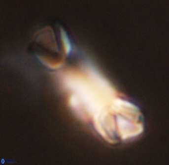 Tonromeinia deniseae 45784