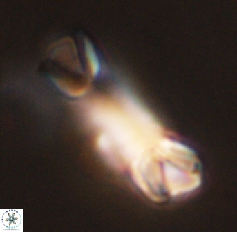 Tonromeinia deniseae 45784