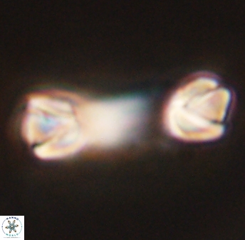 Tonromeinia deniseae 45785