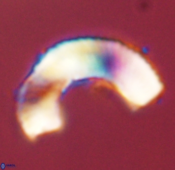 Tonromeinia deniseae 45787