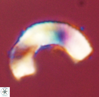 Tonromeinia deniseae 45787