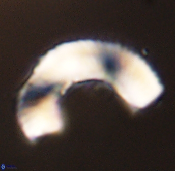 Tonromeinia deniseae 45788