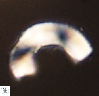 Tonromeinia deniseae 45788