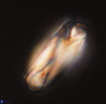 Tonromeinia deniseae 45789