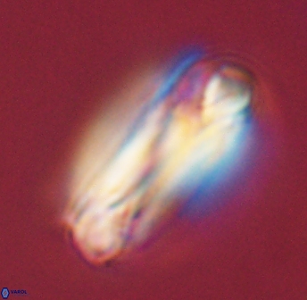 Tonromeinia deniseae 45790