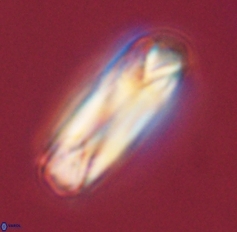 Tonromeinia deniseae 45791