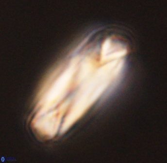 Tonromeinia deniseae 45792