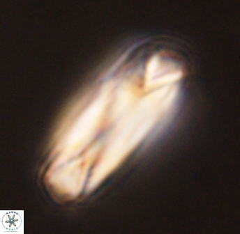 Tonromeinia deniseae 45792