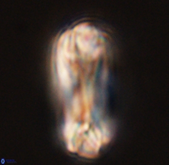 Tonromeinia deniseae 45793