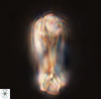 Tonromeinia deniseae 45793