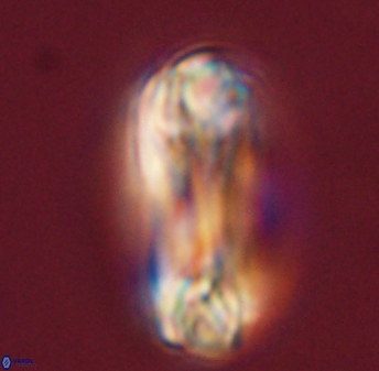 Tonromeinia deniseae 45794