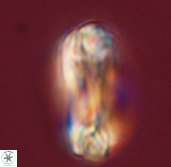 Tonromeinia deniseae 45794