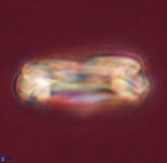 Tonromeinia deniseae 45795