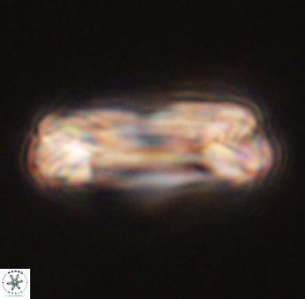 Tonromeinia deniseae 45796