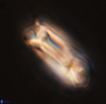 Tonromeinia deniseae 45797