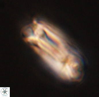 Tonromeinia deniseae 45797