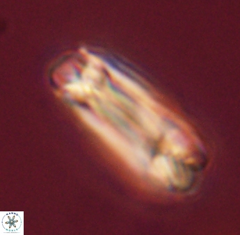 Tonromeinia deniseae 45798