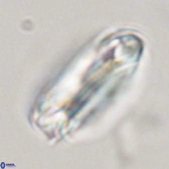 Tonromeinia deniseae 45800