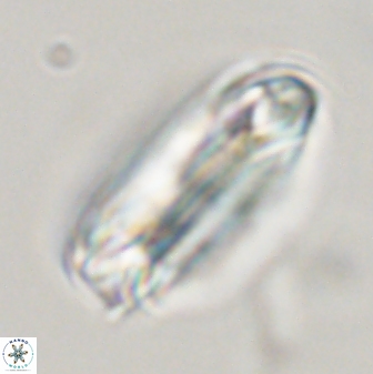 Tonromeinia deniseae 45800