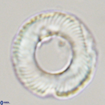 Tonromeinia deniseae 45801