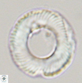 Tonromeinia deniseae 45801