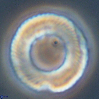 Tonromeinia deniseae 45802