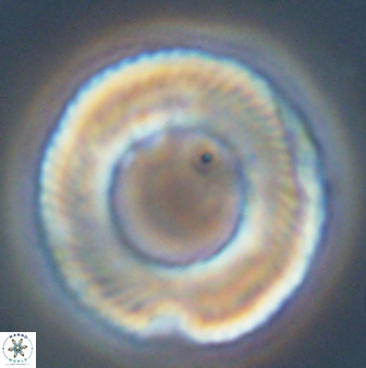Tonromeinia deniseae 45802