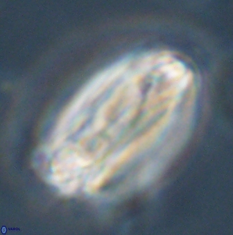 Tonromeinia deniseae 45803