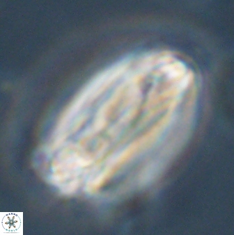 Tonromeinia deniseae 45803