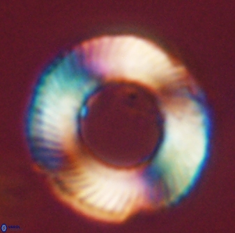 Tonromeinia deniseae 45805