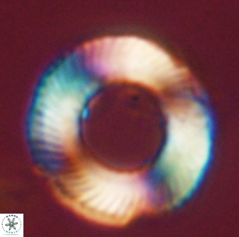 Tonromeinia deniseae 45805