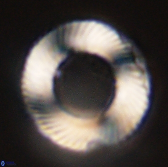 Tonromeinia deniseae 45807