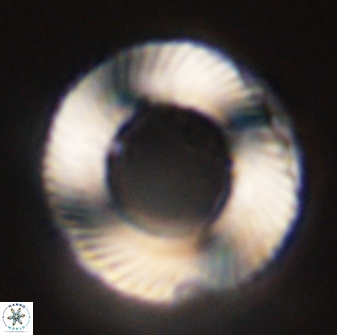 Tonromeinia deniseae 45807