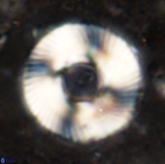 Tonromeinia deniseae 49877