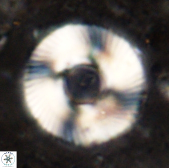 Tonromeinia deniseae 49877
