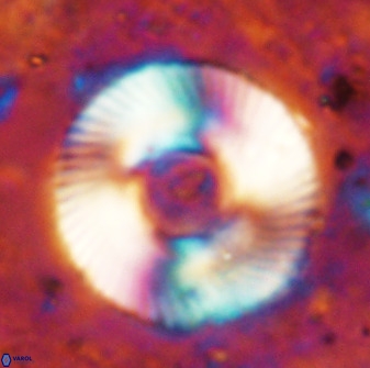 Tonromeinia deniseae 49878