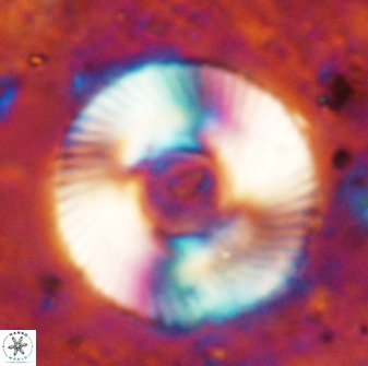 Tonromeinia deniseae 49878